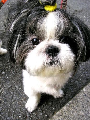 Shih Tzu yavrusu 1