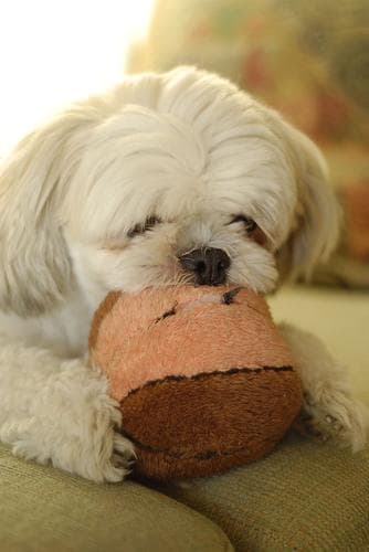 Shih Tzu yavrusu 3