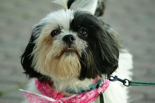 Shih Tzu yavrusu 3