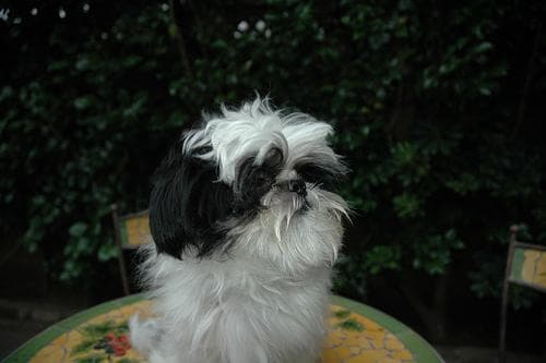 Shih Tzu yavrusu 3