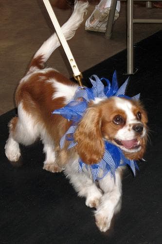 Cavalier King Charles yavrusu 3