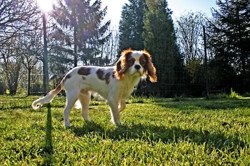 Cavalier King Charles yavrusu 3