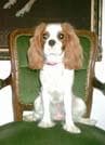 Cavalier King Charles yavrusu 3