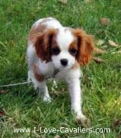 Cavalier King Charles yavrusu 3