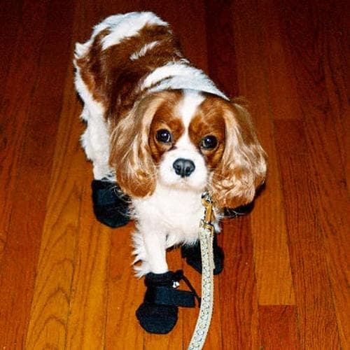 Cavalier King Charles yavrusu 3