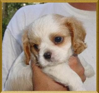 Cavalier King Charles yavrusu 3