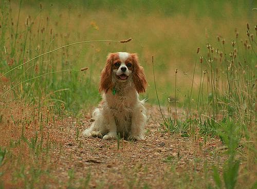 Cavalier King Charles yavrusu 3