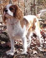 Cavalier King Charles yavrusu 3