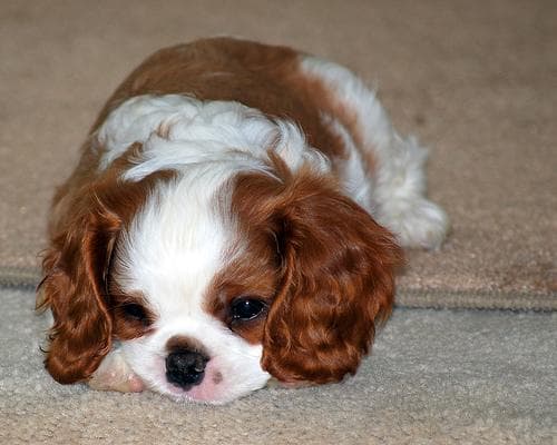 Cavalier King Charles yavrusu 2