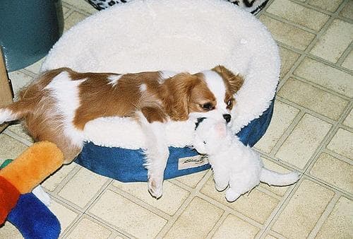 Cavalier King Charles yavrusu 3
