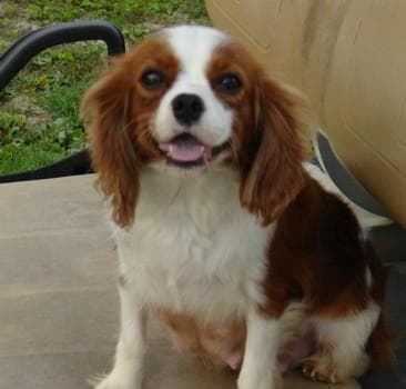 Cavalier King Charles yavrusu 3