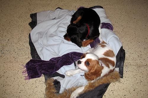 Cavalier King Charles yavrusu 3