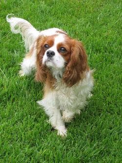 Cavalier King Charles yavrusu 3
