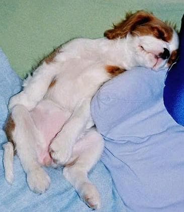Cavalier King Charles yavrusu 2