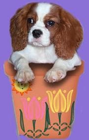 Cavalier King Charles yavrusu 3