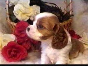 Cavalier King Charles yavrusu 2