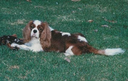 Cavalier King Charles yavrusu 3