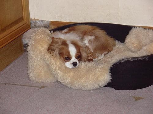 Cavalier King Charles yavrusu 2