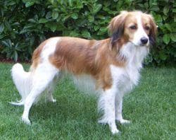 Cavalier King Charles yavrusu 2