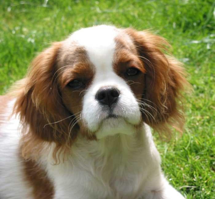 Cavalier King Charles yavrusu 1