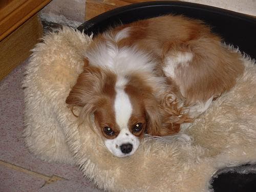 Cavalier King Charles yavrusu 3