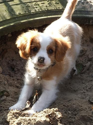 Cavalier King Charles yavrusu 3