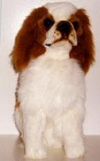 Cavalier King Charles yavrusu 1