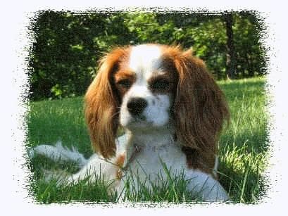 Cavalier King Charles yavrusu 2