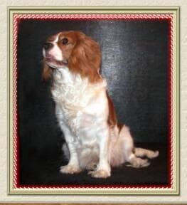 Cavalier King Charles yavrusu 1