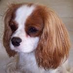 Cavalier King Charles yavrusu 3