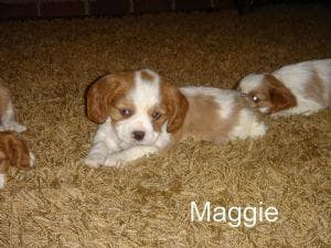 Cavalier King Charles yavrusu 3