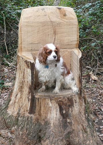 Cavalier King Charles yavrusu 2