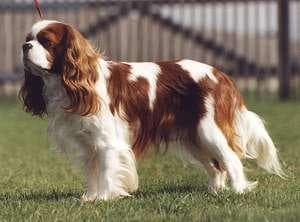 Cavalier King Charles yavrusu 2