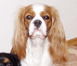 Cavalier King Charles yavrusu 3