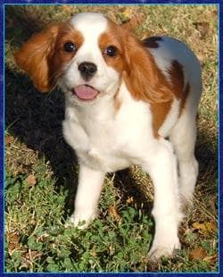 Cavalier King Charles yavrusu 3