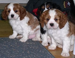 Cavalier King Charles yavrusu 2