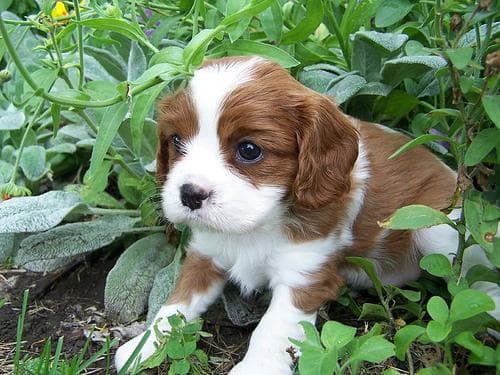 Cavalier King Charles yavrusu 2