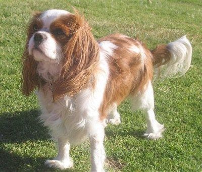 Cavalier King Charles yavrusu 3