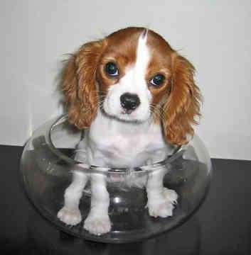 Cavalier King Charles yavrusu 3