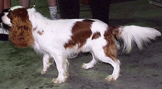 Cavalier King Charles yavrusu 2