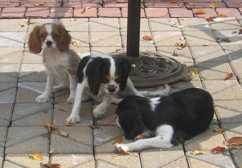 Cavalier King Charles yavrusu 2