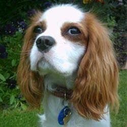 Cavalier King Charles yavrusu 2