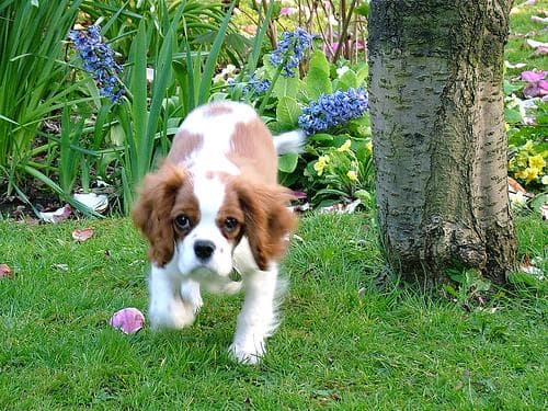 Cavalier King Charles yavrusu 2