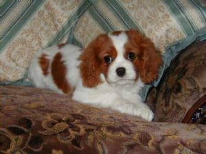 Cavalier King Charles yavrusu 3