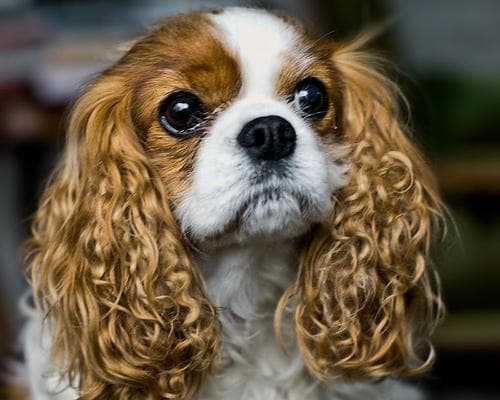 Cavalier King Charles yavrusu 2