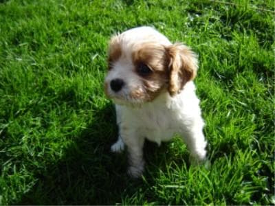 Cavalier King Charles yavrusu 2