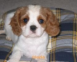 Cavalier King Charles yavrusu 2
