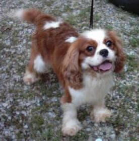 Cavalier King Charles yavrusu 2