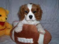 Cavalier King Charles yavrusu 3