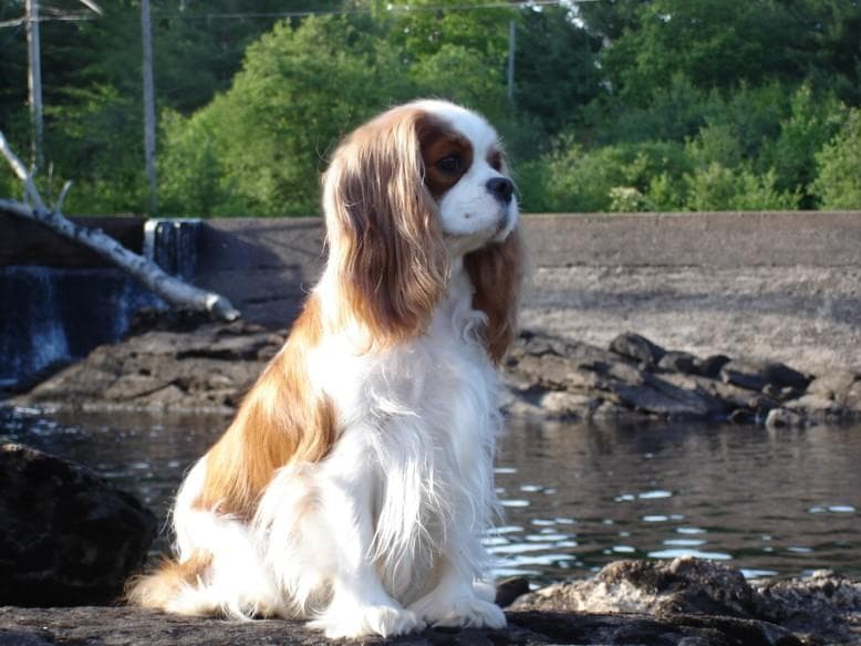 Cavalier King Charles yavrusu 1